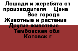 Лошади и жеребята от производителя. › Цена ­ 120 - Все города Животные и растения » Другие животные   . Тамбовская обл.,Котовск г.